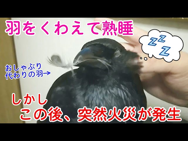 後頭部めくり カラスの後頭部はグロいらしいので実際に見てみましたw 爆弾猫 冬猫夏猫 サイヤ犬w カラス 四つ足トリオ Litetube 後頭部めくり カラスの後頭部はグロいらしいので実際に見てみましたw 爆弾猫 冬猫夏猫 サイヤ犬w カラス 四つ足トリオ Litetube