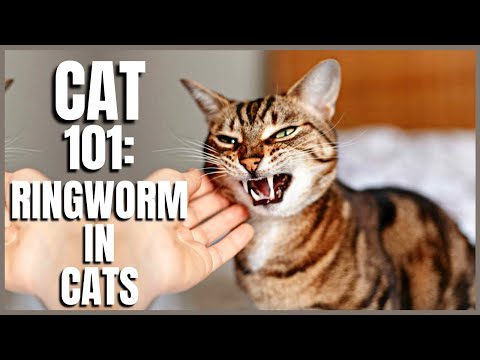 Cat 101 Ringworm In Cats