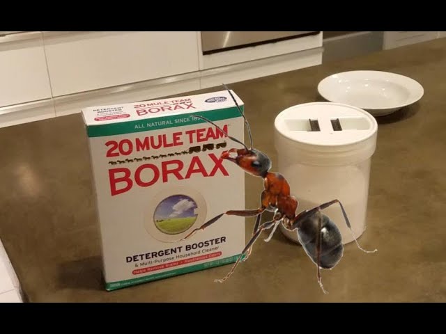 How much Borax should you use in your ant bait formula?