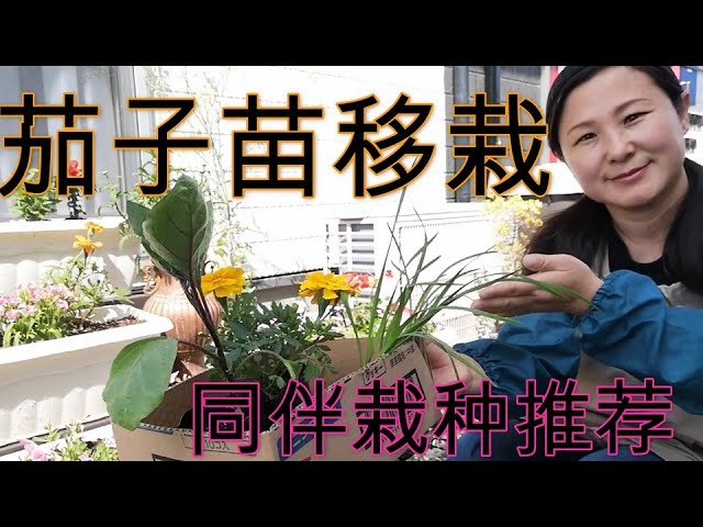 麗的庭院生活54 碗蓮 微型蓮花 從移栽到越冬 一整年的經驗分享 Litetube 麗的庭院生活54 碗蓮 微型蓮花 從移栽到越冬 一整年的經驗分享 Litetube
