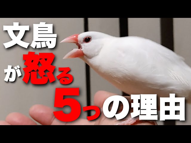 シルバー文鳥 仲良し 喧嘩 Good Friends Or Quarrel Java Sparrow Litetube