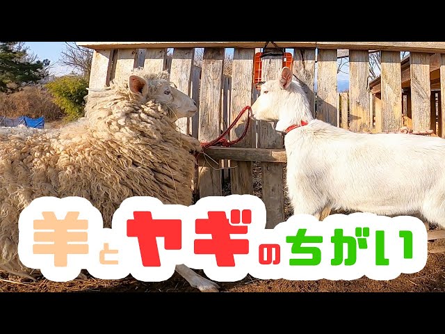 ヤギの飼い方 初級編 Litetube