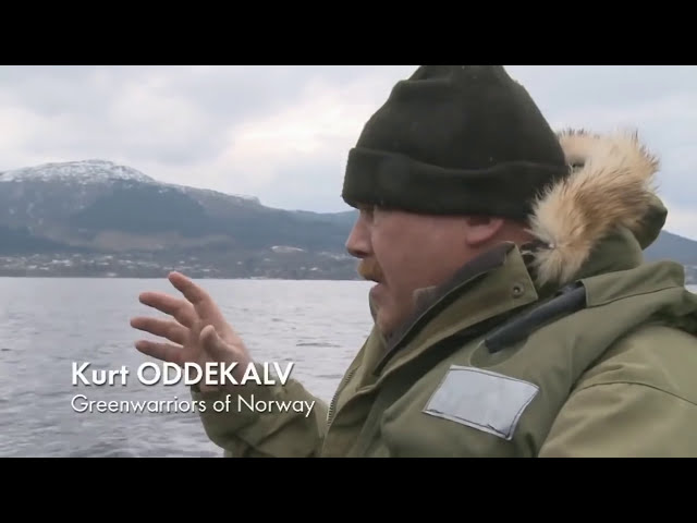 Farmed Norwegian Salmon  World’s Most Toxic Food