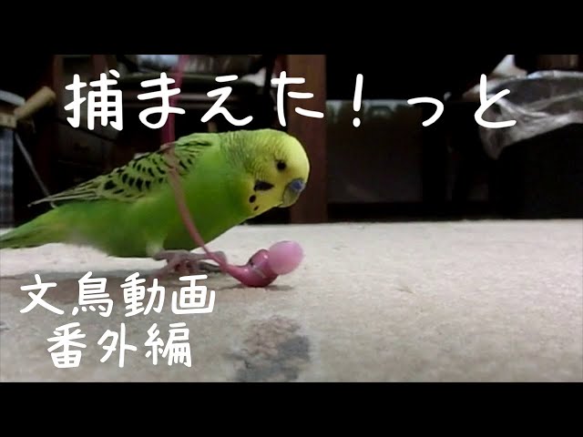 Okomepan1 Litetube Okomepan1 Litetube
