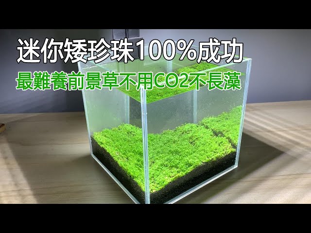 最難養前景草不用co2不長藻迷你矮珍珠100 成功it Is The Simplest Way To Breed Hemianthus Callitrichoides Cuba Without Co2 Litetube 最難養前景草不用co2不長藻迷你矮珍珠100 成功it Is The Simplest Way To Breed Hemianthus Callitrichoides Cuba Without Co2 Litetube
