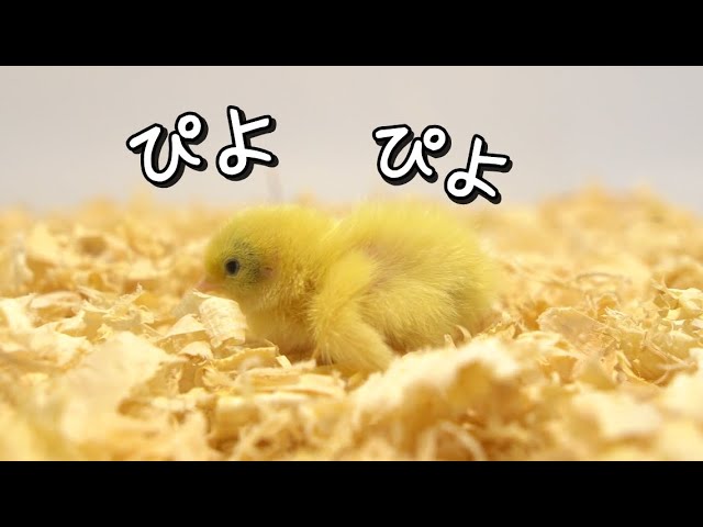 ひよこが卵から生まれたよ 孵化 Litetube ひよこが卵から生まれたよ 孵化 Litetube