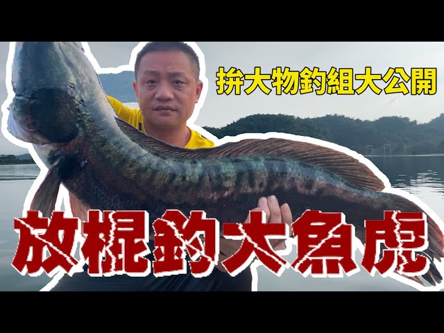 超大魚虎現身 原來牠會飛 Litetube 超大魚虎現身 原來牠會飛 Litetube