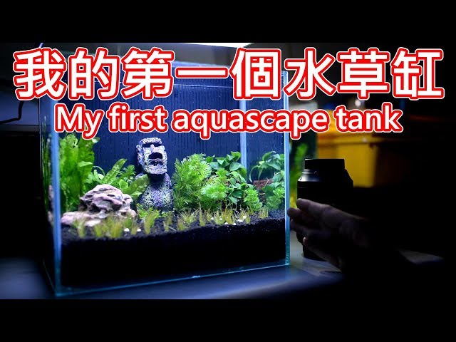 想養水草缸嗎那你需要什麼呢 養水草一定要打co2 嗎 如何才能把水草養好呢 今天來聊聊吧 Aquarium Fish Litetube 想養水草缸嗎那你需要什麼呢 養水草一定要打co2 嗎 如何才能把水草養好呢 今天來聊聊吧 Aquarium Fish Litetube