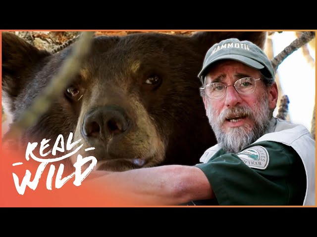 The Man Who Keeps The Peace Between Bears and Humans | The Bear Whisperer | Real Wild