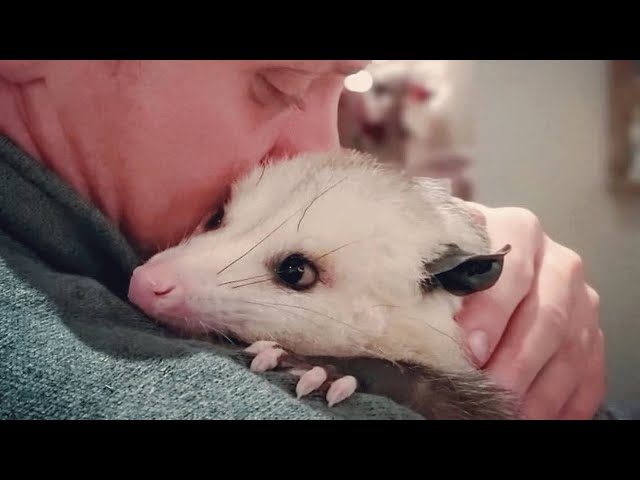 This man raised an opossum. Now he thinks they are smarter than dogs.