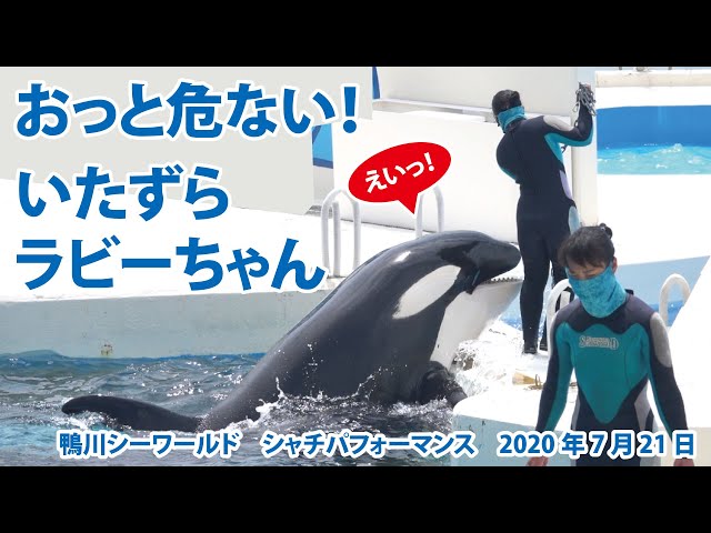 鴨川シーワールド シャチパフォーマンス合間のまったりtime Litetube