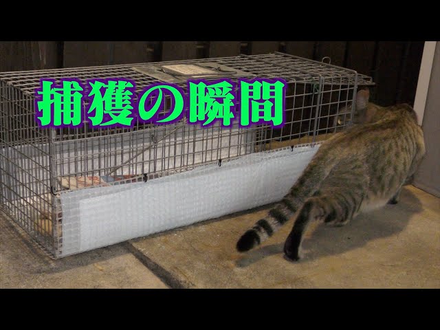 イタチ 猫 アライグマ ハクビシン 小動物 中動物用捕獲器elアニマルキャッチャー Litetube