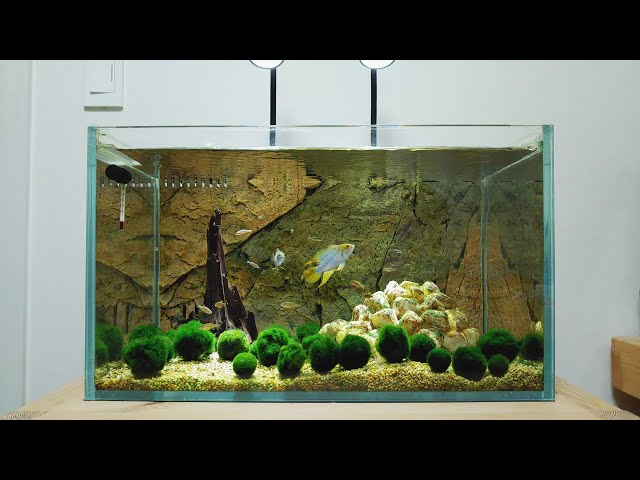 660 Contoh Landscape Aquarium HD