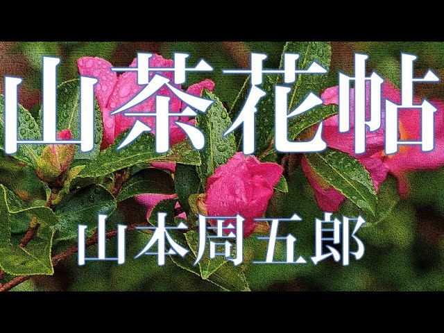 朗読 山椿 山本周五郎 読み手 アリア Litetube 朗読 山椿 山本周五郎 読み手 アリア Litetube