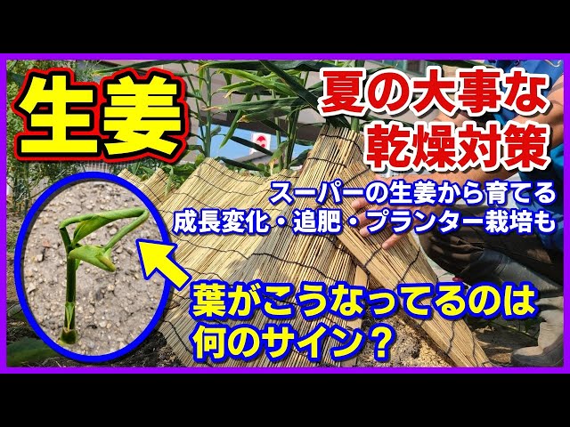 生姜 葉生姜の栽培方法 手軽に育てる方法 21 4 3 Litetube