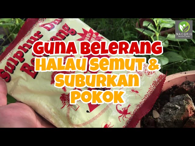 How to grow Henna Mehndi Inai tree plant from stem cutting and 