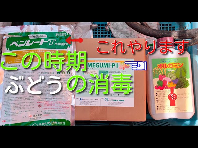 ぶどうの消毒 この時期はこれやります Litetube