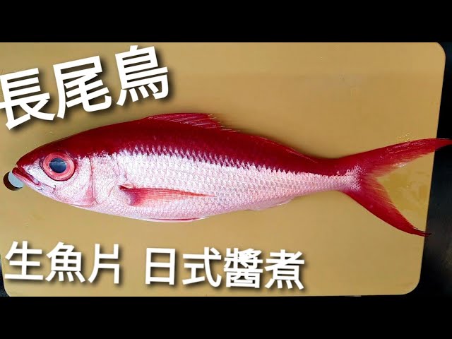 夢幻之魚 石鯛 熟成5日生魚片 5月初崁仔頂漁市購入 Spotted Knifejaw Aged Sashimi Litetube