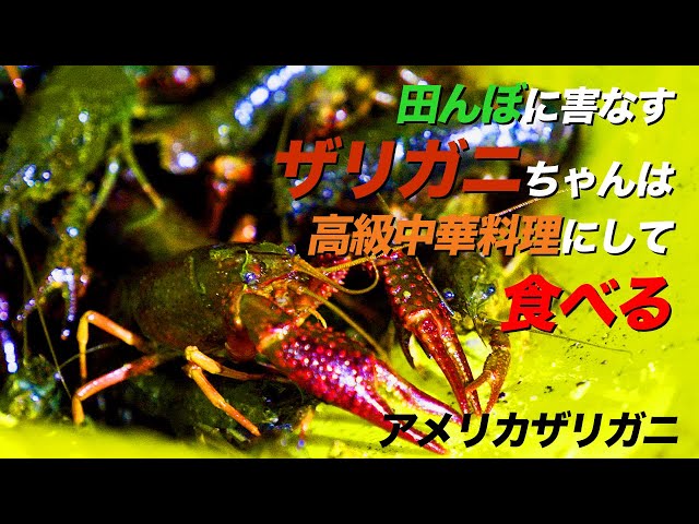中国で大人気なザリガニを食べてみた感想 小龙虾 Litetube