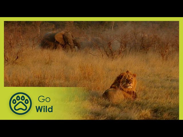 Lions - The Whole Story 3/13 - The Secrets of Nature