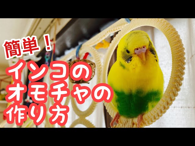セキセイインコのフォージングボールを作成 39 もかぱん Cockatiel Budgerigar Litetube セキセイインコのフォージングボールを作成 39 もかぱん Cockatiel Budgerigar Litetube