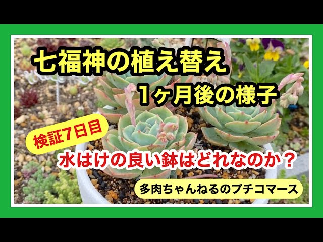 多肉植物 七福神植え替え 桜吹雪開花 瀕死の多肉救済 暮らし 趣味 ガーデニング Litetube 多肉植物 七福神植え替え 桜吹雪開花 瀕死の多肉救済 暮らし 趣味 ガーデニング Litetube