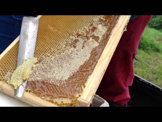 天然蜂蜜 『 七十二の季節を彩る滴 』 〜温風至（あつかぜいたる）〜　2016年7月8日 採蜜