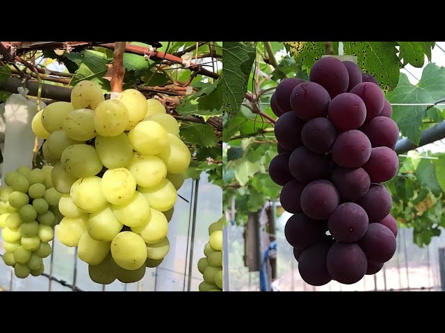 Cameron Highlands Grapes Farm Harvesting Season Litetube