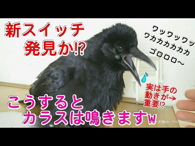 後頭部めくり カラスの後頭部はグロいらしいので実際に見てみましたw 爆弾猫 冬猫夏猫 サイヤ犬w カラス 四つ足トリオ Litetube 後頭部めくり カラスの後頭部はグロいらしいので実際に見てみましたw 爆弾猫 冬猫夏猫 サイヤ犬w カラス 四つ足トリオ Litetube