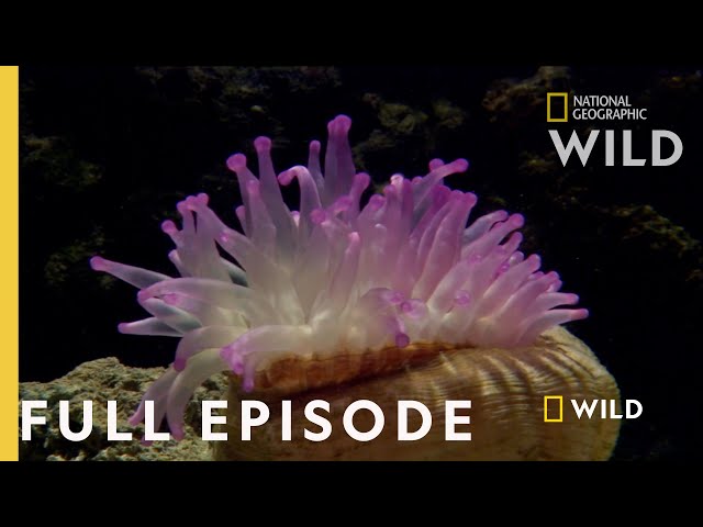 Survival of the Weirdest (Full Episode) | World's Weirdest