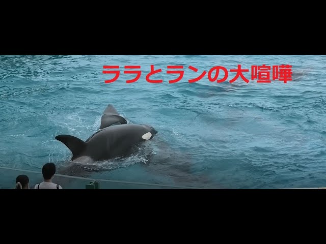鴨川シーワールド シャチパフォーマンス合間のまったりtime Litetube