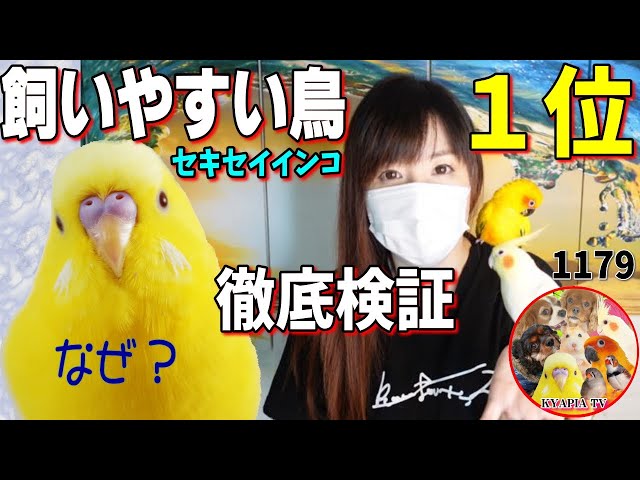 オカメインコの愛情表現はこんなにも優しくて可愛いんです 鳥との暮らし動画 Cute Cockatiel 1239 Litetube