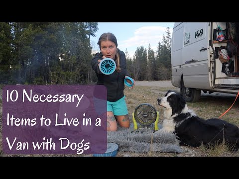 10 Necessary Items To Live In A Van With Dogs