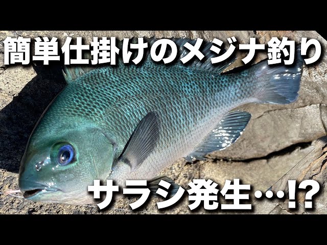 伊豆下田 メジナ釣り ミャク釣りでグレを狙う 9 地磯に挑戦 Litetube