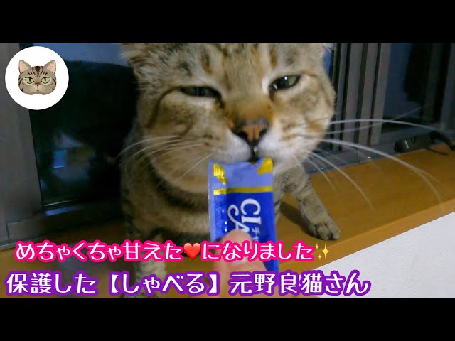 元野良猫チャチャの平日ルーティン ペットあるある 言葉が話せなくても上手に伝えてくる猫 Litetube