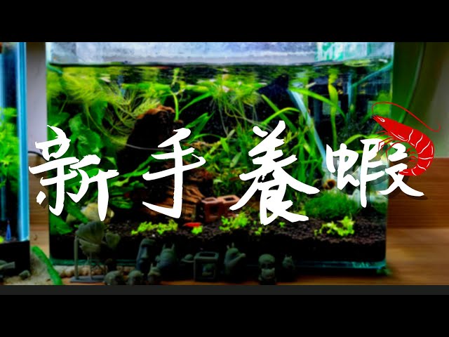 如何設置一尺小魚缸水草造景教學技法教學大公開zero石頭造景diy 手做t5 水族燈具紅蓮燈極火蝦混養 Litetube