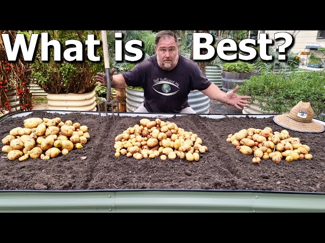 I Grew Potatoes 3 Ways to See What Method Is Best?