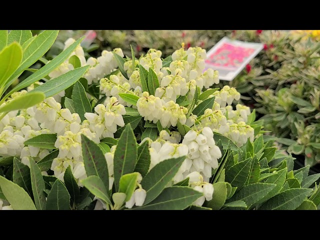 金牛贺岁year Of The Ox 逛花园买年花browsing For Cny Flowers Litetube
