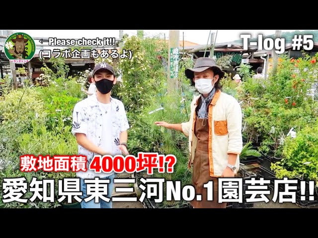 極楽浄土をお見せします ビッグな園芸店 店長が プロではない庭 紹介します お庭づくりガーデニングに迷われている方 山アジサイと苔が素晴らしい 市川庭 個人邸の庭 Litetube