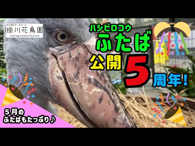 掛川花鳥園バード Litetube 掛川花鳥園バード Litetube