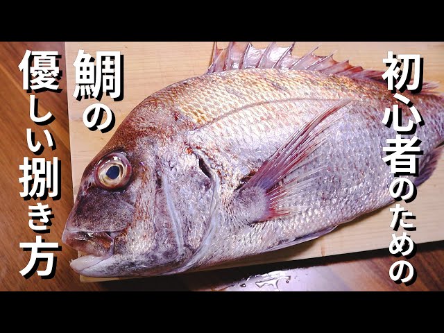 鯛の締め方〆 船長さん直伝 Red Sea Bream Cutting Litetube 鯛の締め方〆 船長さん直伝 Red Sea Bream Cutting Litetube
