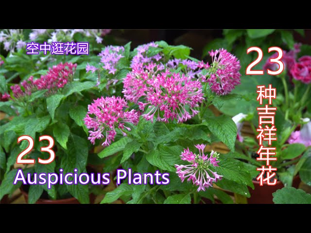 金牛贺岁year Of The Ox 逛花园买年花browsing For Cny Flowers Litetube 金牛贺岁year Of The Ox 逛花园买年花browsing For Cny Flowers Litetube