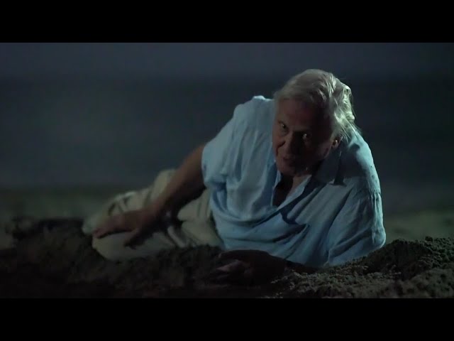 Sir David Attenborough being iconic for 25 minutes