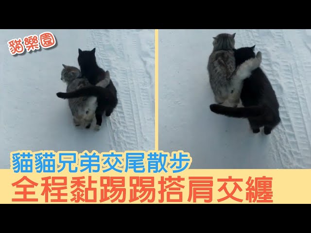 流浪小貓咪一半黑一半黃讓人感到驚奇連連 Litetube 流浪小貓咪一半黑一半黃讓人感到驚奇連連 Litetube
