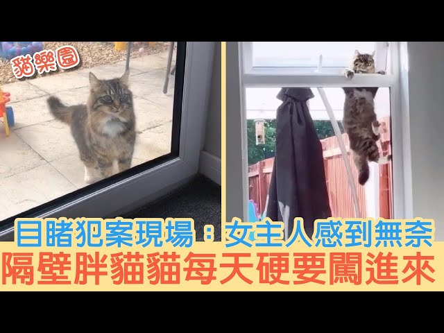 流浪小貓咪一半黑一半黃讓人感到驚奇連連 Litetube 流浪小貓咪一半黑一半黃讓人感到驚奇連連 Litetube