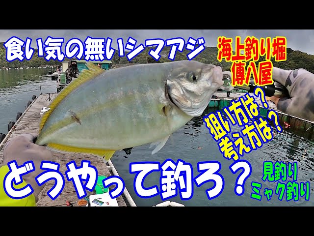 春の釣り堀の目玉 サクラマスと食い渋りシマアジの釣り方 Litetube 春の釣り堀の目玉 サクラマスと食い渋りシマアジの釣り方 Litetube
