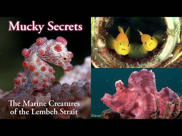 Mucky Secrets (full) - The Marine Creatures of the Lembeh Strait