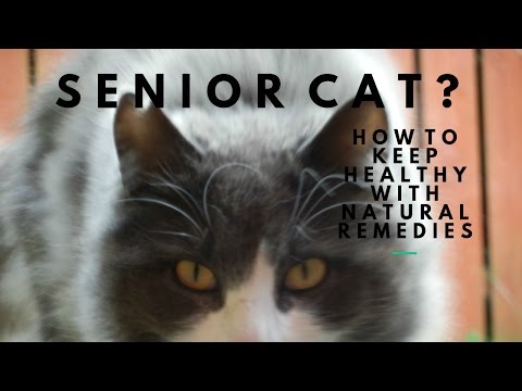 Senior Cat Natural Remedies For A Quality Life