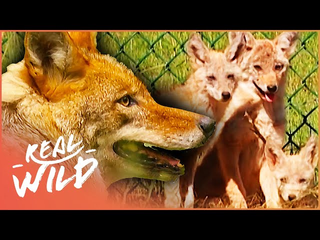 How The Coyote Became Top Dog (Wildlife Documentary) | Natural Kingdom | Real Wild