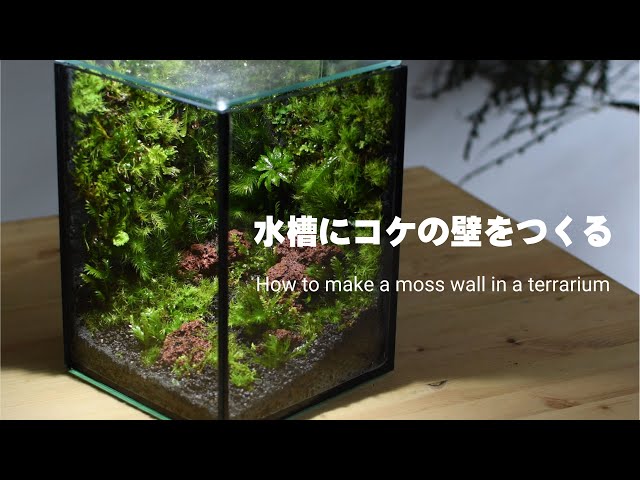 卓上 メダカのビオトープ 掃除のしかた 100均diyメダカ室内飼育メンテナンス Mini Biotope Maintenance Litetube 卓上 メダカのビオトープ 掃除のしかた 100均diyメダカ室内飼育メンテナンス Mini Biotope Maintenance Litetube